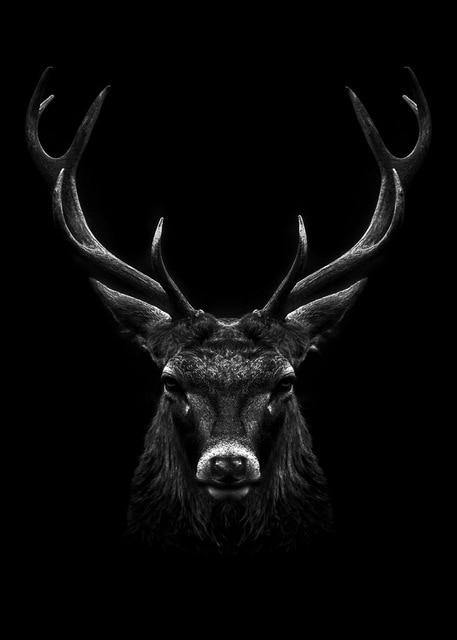 Powerful Black and White Animal Print Canvas with Over 100 Styles and Sizes - Buy Confidently with Smart Sales Australia