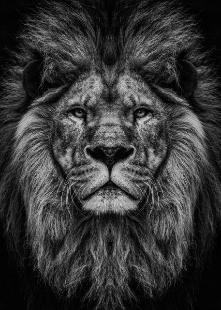 Powerful Black and White Animal Print Canvas with Over 100 Styles and Sizes - Buy Confidently with Smart Sales Australia