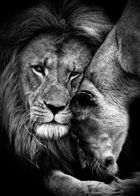 Powerful Black and White Animal Print Canvas with Over 100 Styles and Sizes - Buy Confidently with Smart Sales Australia