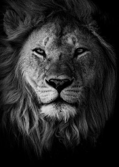 Powerful Black and White Animal Print Canvas with Over 100 Styles and Sizes - Buy Confidently with Smart Sales Australia