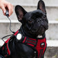 Portable Pet Safety LED Light | USB Rechargeable 4-Mode Dog Collar Tag