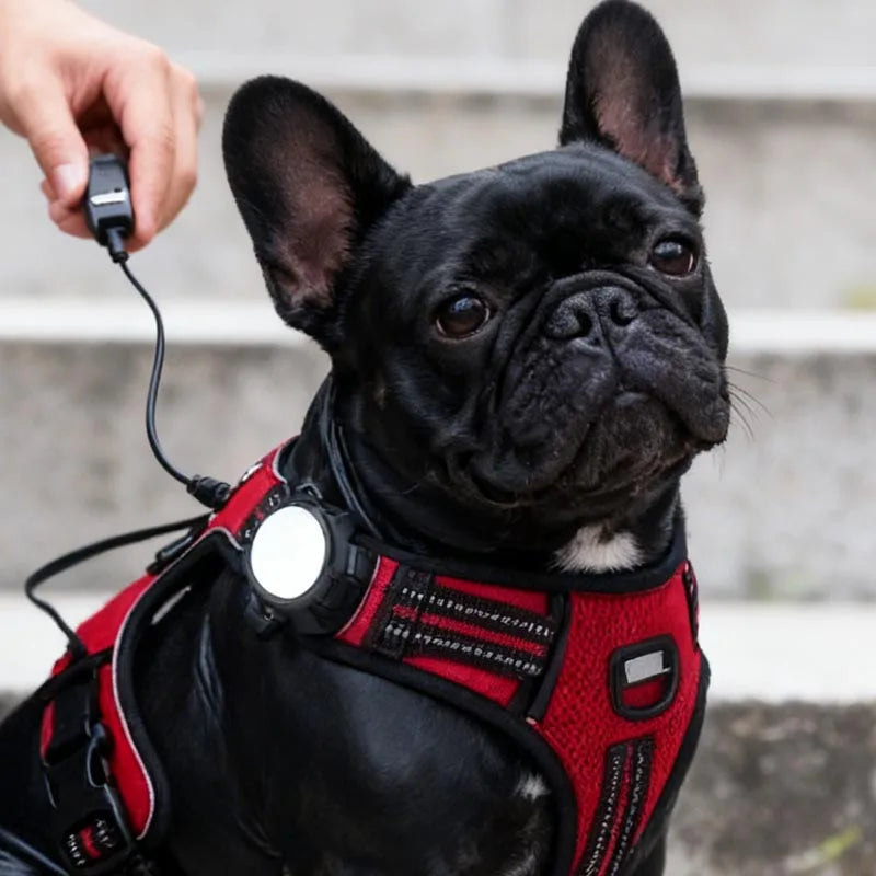 Portable Pet Safety LED Light | USB Rechargeable 4-Mode Dog Collar Tag