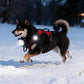 Portable Pet Safety LED Light | USB Rechargeable 4-Mode Dog Collar Tag