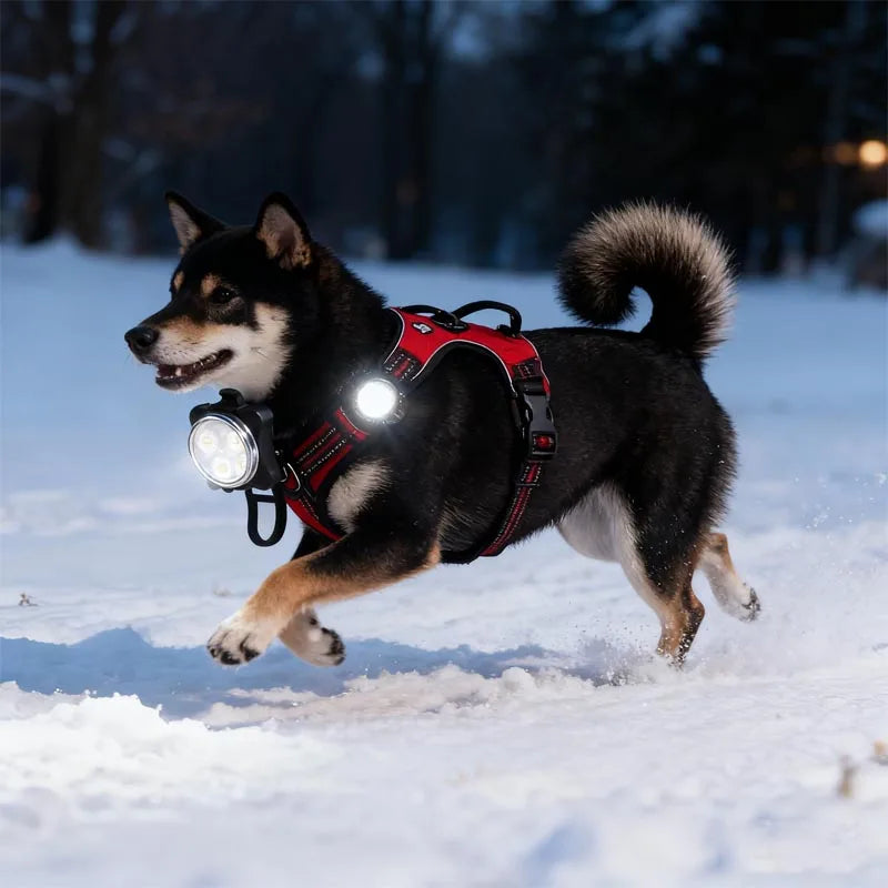 Portable Pet Safety LED Light | USB Rechargeable 4-Mode Dog Collar Tag