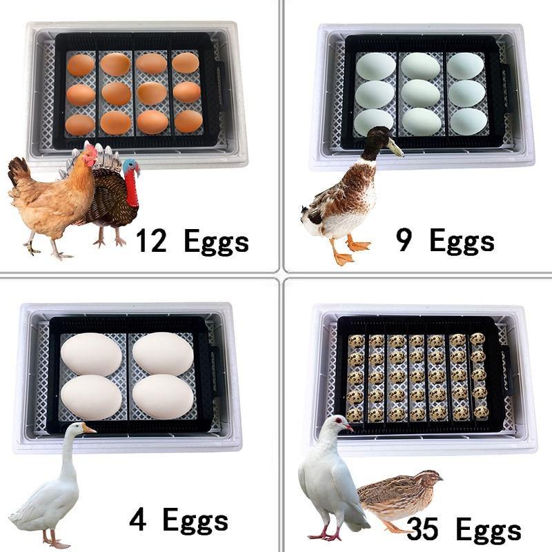 Automatic Multifunctional Egg Incubator Brooding Equipment - Buy Confidently with Smart Sales Australia
