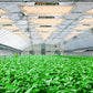 Full Spectrum LED Indoor Grow Lights For Hydroponics with an Adjustable Brightness - Buy Confidently with Smart Sales Australia