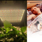Full Spectrum LED Indoor Grow Lights For Hydroponics with an Adjustable Brightness - Buy Confidently with Smart Sales Australia