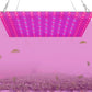 High Efficiency LED Full Spectrum Grow Light For Indoor Hydroponic Plants - Buy Confidently with Smart Sales Australia