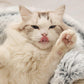 Round Plush Cottony Bed for Small Cats and Dogs - Buy Confidently with Smart Sales Australia