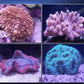 Vibrant LED Lamp Lights For Aquarium/Fish Tank Lighting with Remote - Buy Confidently with Smart Sales Australia